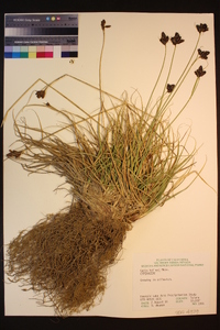 Carex helleri image